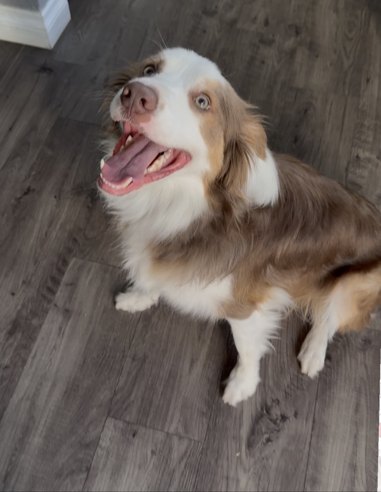 Boomer, a smiling chocolate brown-and-white Border Collie, looking up